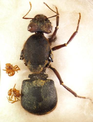 Réf. 281 259 : Atta cephalotes